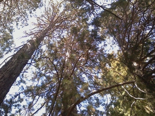 Sequoia2.jpg